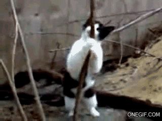 cat lap dance
