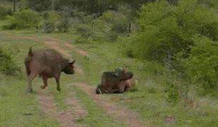 cow fight against a tiger