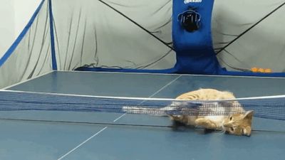 play ping pong cat