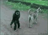 Monkey-pull-the-tails